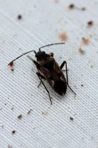 Réf. 227 444 : Rhyparochromus vulgaris